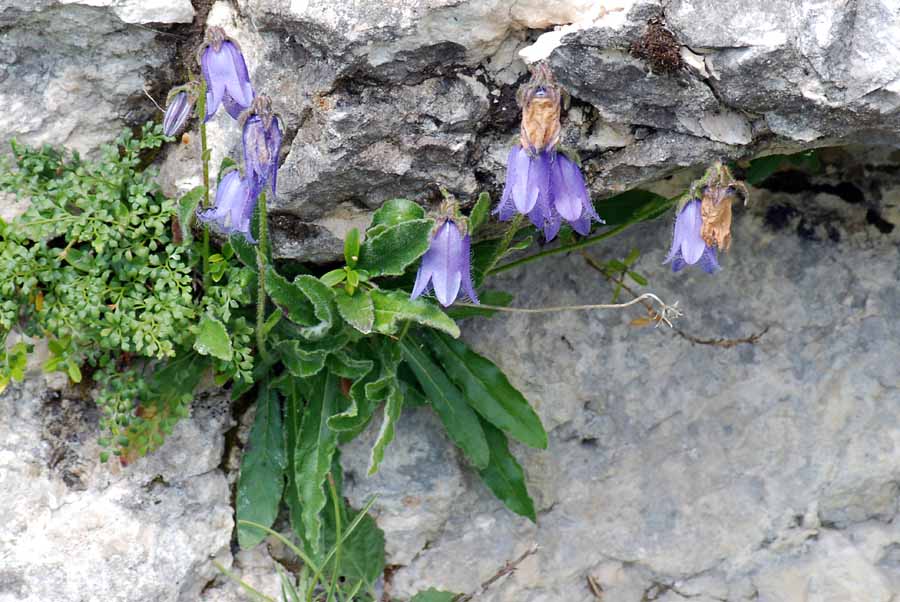 Campanula barbata